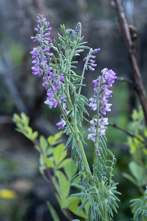 Spring Flowers, Ts'ehlanyane National Park, Lesotho