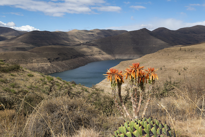 Aloes in Katse Botanical Gardens, Lesotho