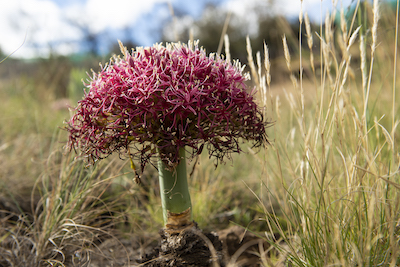 Century plant, Lesotho