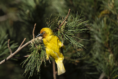 Cape weaver, Lesotho