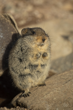 Sloggett's ice rat, Lesotho