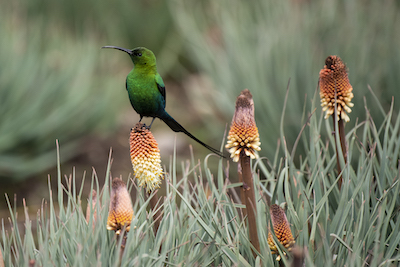 Malachite Sunbird on red hot poker