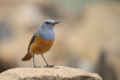 Sentinel rock thrush, Lesotho