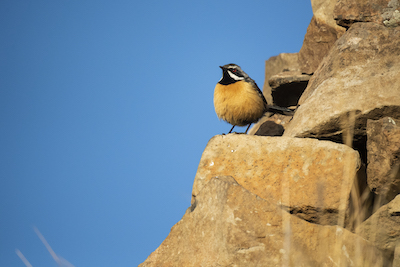 Drakensberg rockjumper, Lesotho