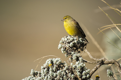 Drakensberg siskin, Lesotho