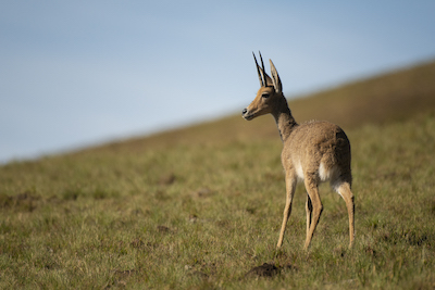 Grey rhebok, Sehlabathebe National Park, Lesotho