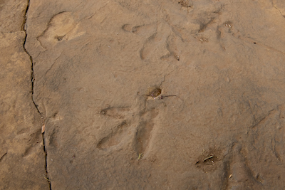 Quthing Dinosaur Footprints, Lesotho