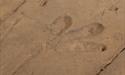 Quthing Dinosaur Footprints